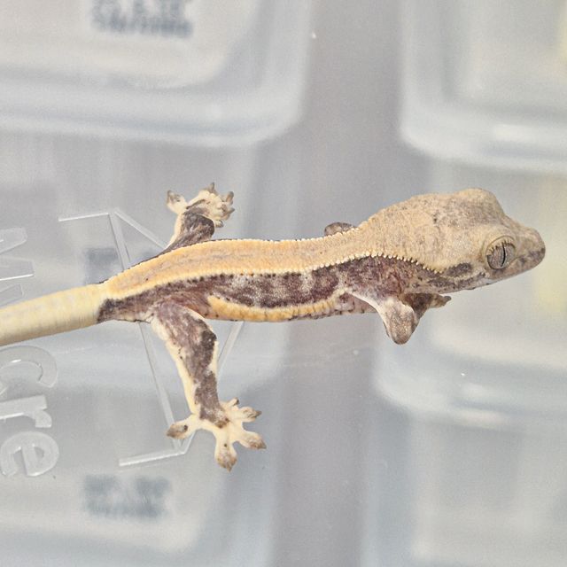 릴리화이트 솔리드백 풀핀