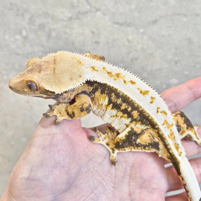 노멀 풀핀 쿼드