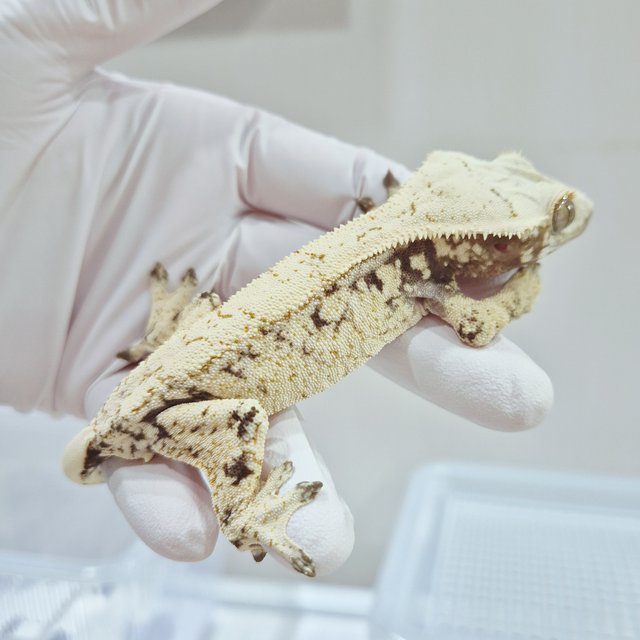 노멀 드리피 화이트스팟