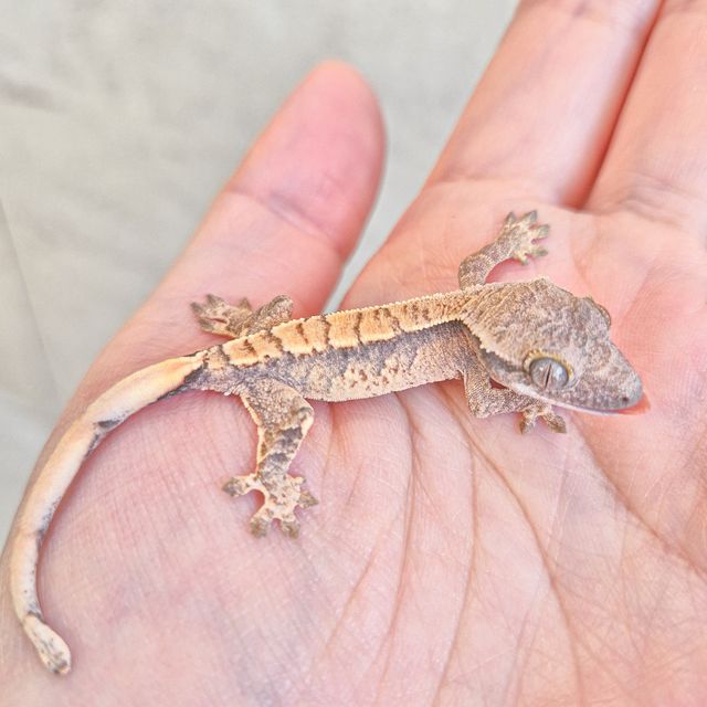 노멀 드리피 화이트스팟