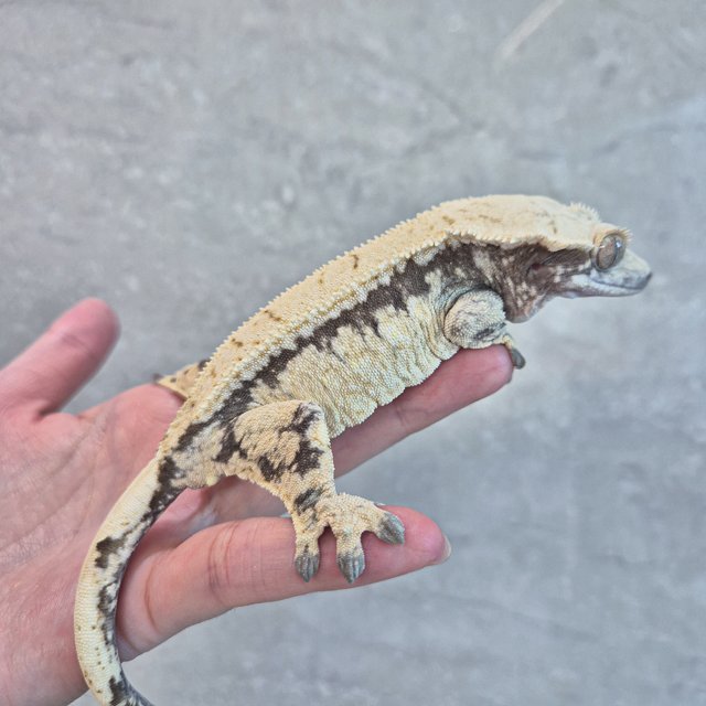 레이지 노멀 드리피 풀핀 쿼드 화이트스팟