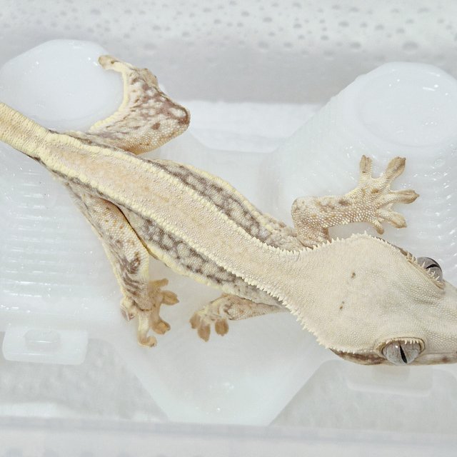 릴리화이트 솔리드백 풀핀