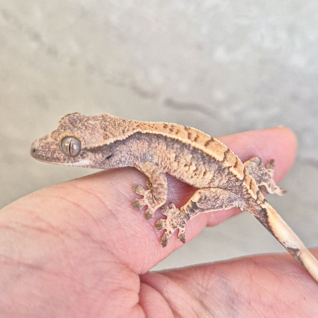 노멀 드리피 화이트스팟