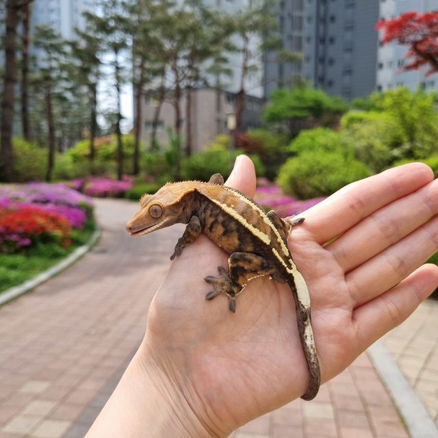 카푸치노 화이트핀