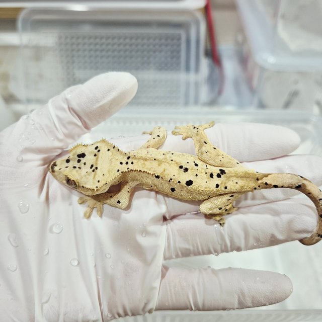 달마시안 슈퍼달마시안