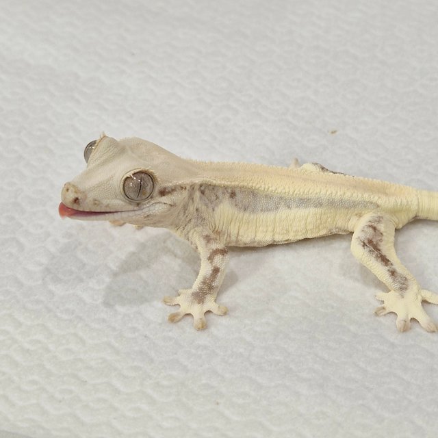 릴리화이트 솔리드백 풀핀