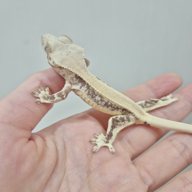 릴리화이트 솔리드백