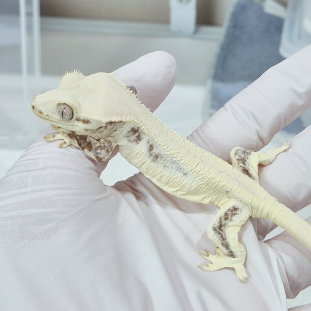 릴리화이트 솔리드백