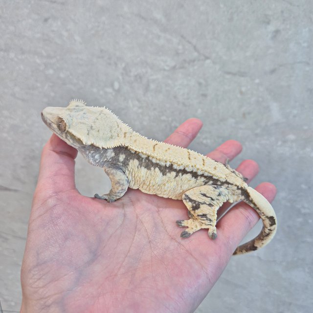 레이지 노멀 드리피 풀핀 쿼드 화이트스팟