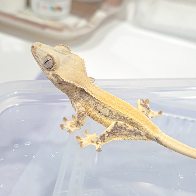 릴리화이트 솔리드백 풀핀