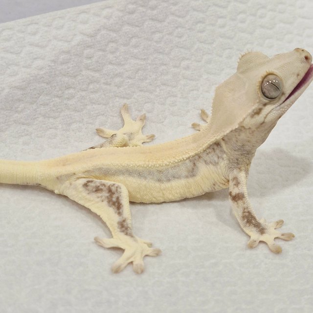 릴리화이트 솔리드백 풀핀