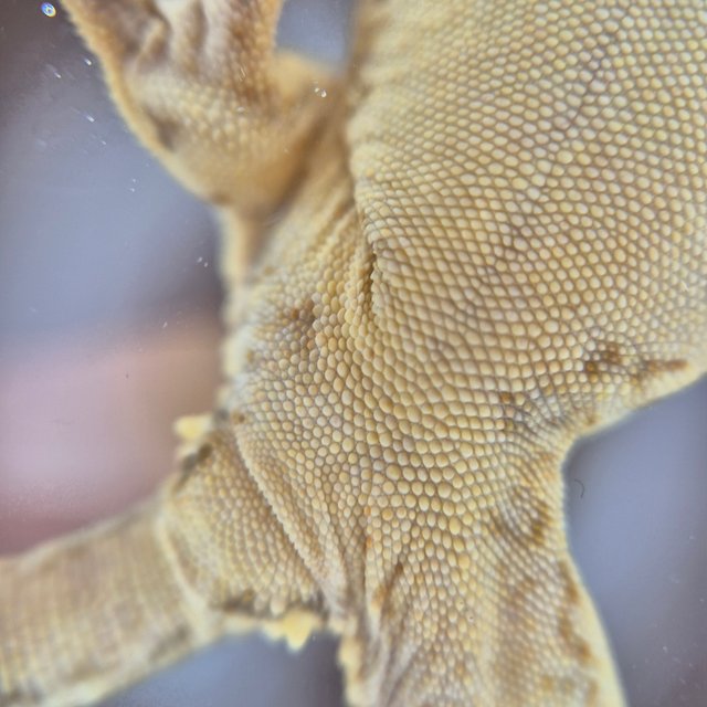 릴리화이트 솔리드백 풀핀