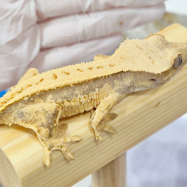 노멀 풀핀 쿼드