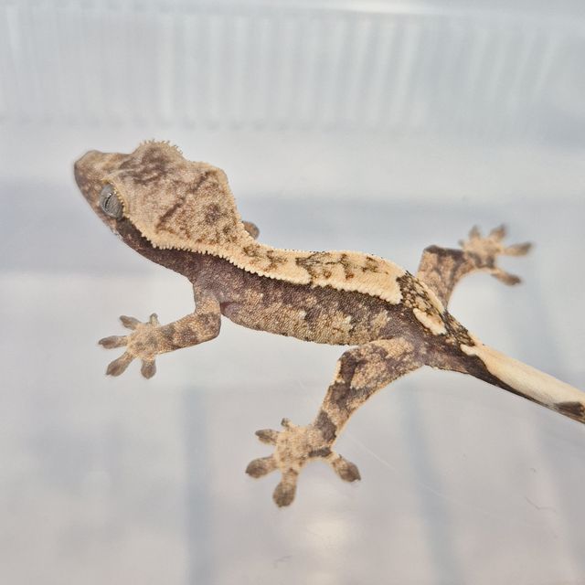 노멀 화이트스팟