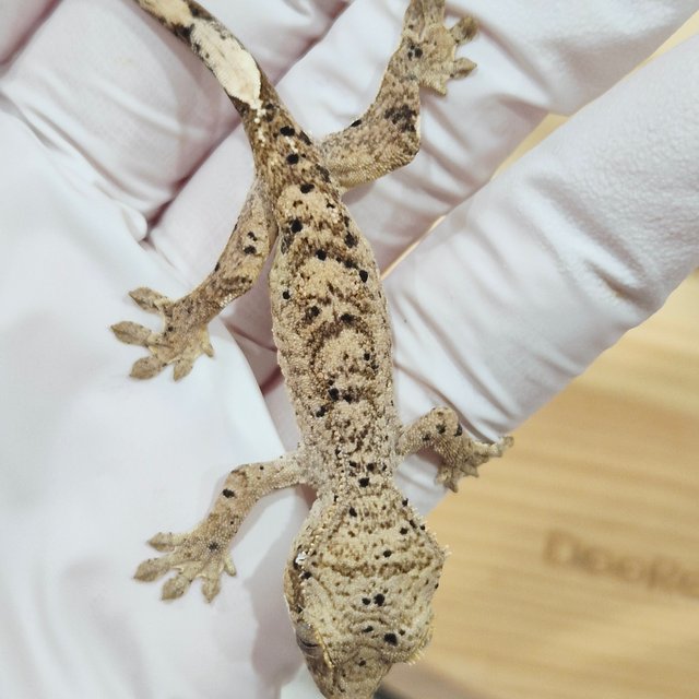 슈퍼달마시안 달마시안