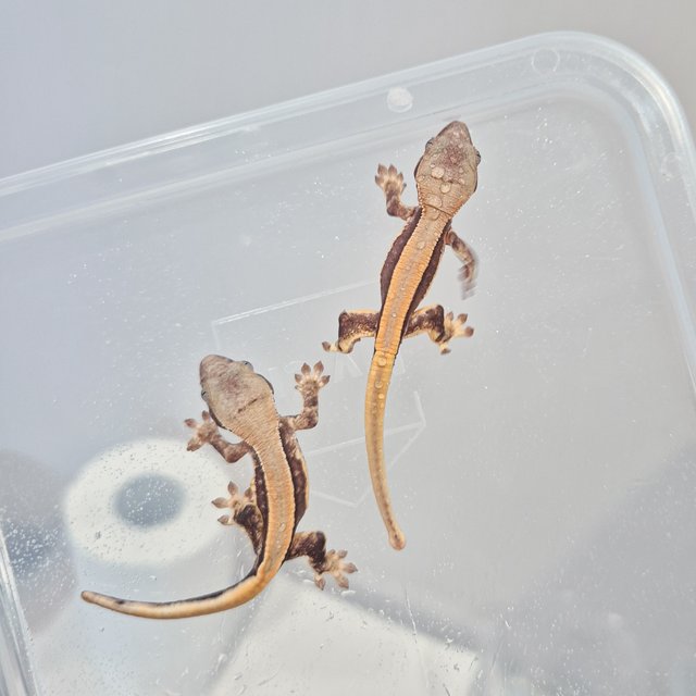 레이지 노멀 드리피 풀핀 쿼드 화이트스팟