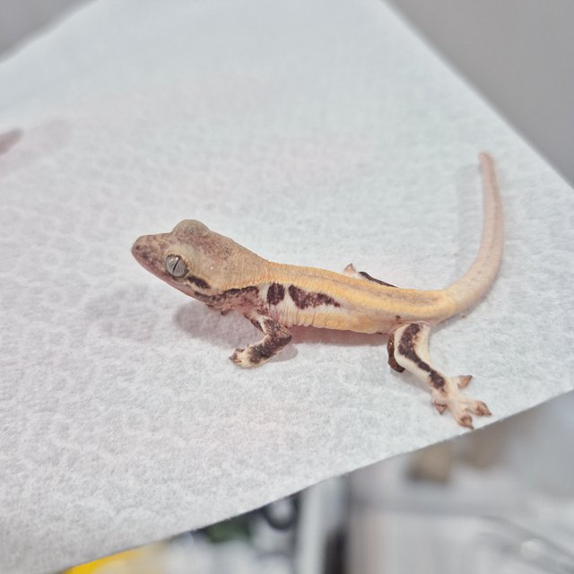 릴리화이트 솔리드백