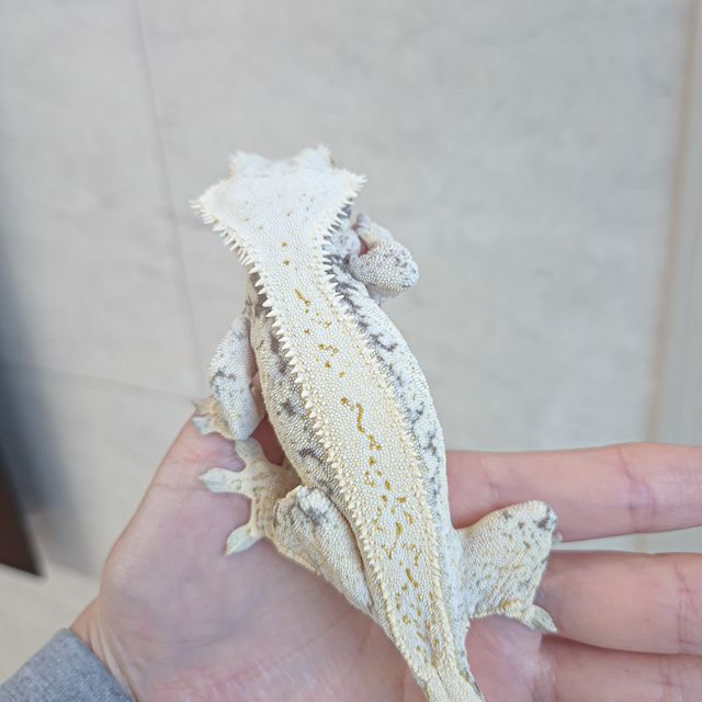 풀핀 쿼드 화이트