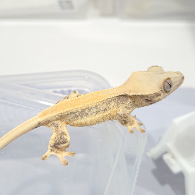 릴리화이트 솔리드백 풀핀