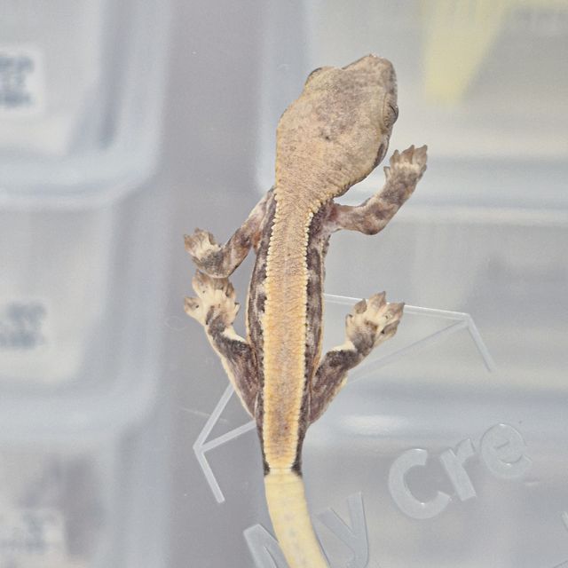 릴리화이트 솔리드백 풀핀