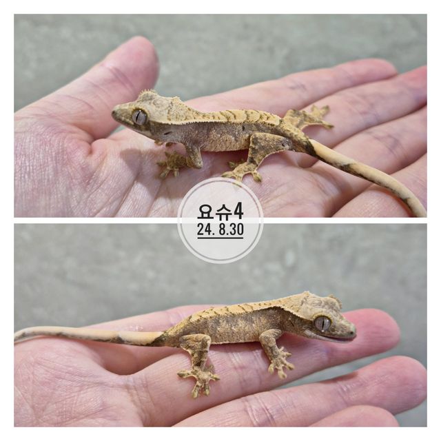 노멀 화이트스팟