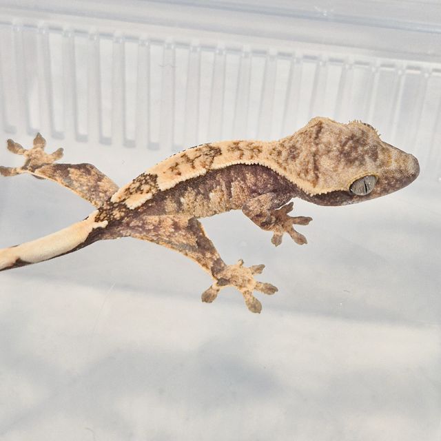 노멀 화이트스팟