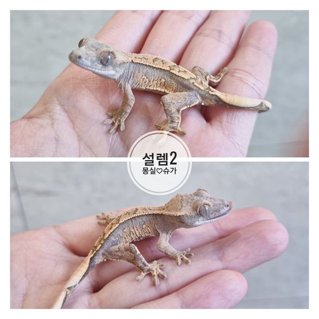 화이트스팟 쿼드 노멀
