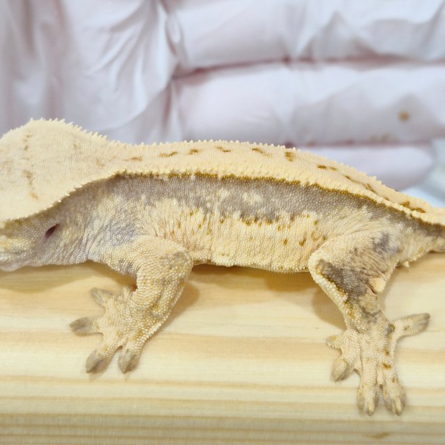 노멀 풀핀 쿼드