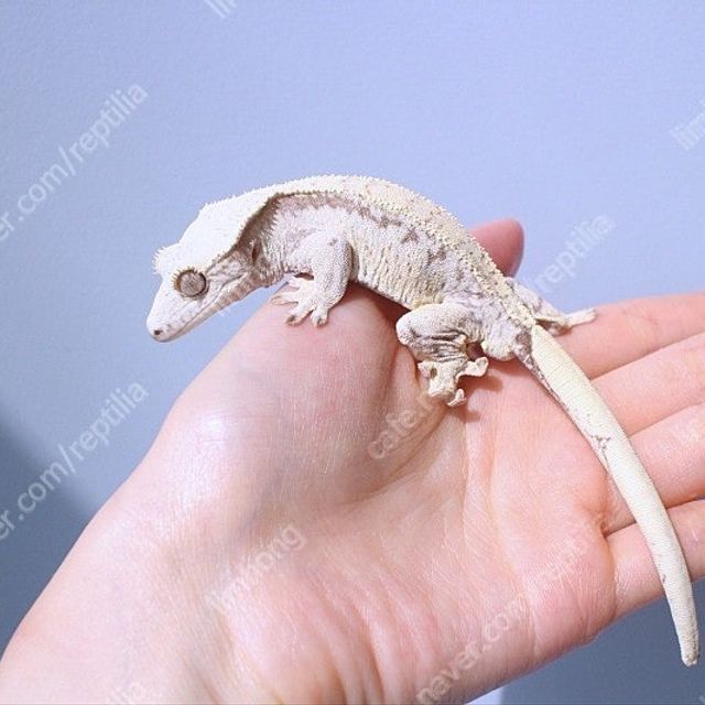 노멀 드리피 화이트스팟
