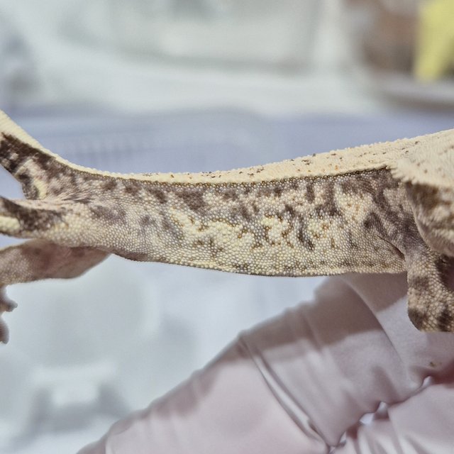 노멀 드리피 풀핀 쿼드 화이트