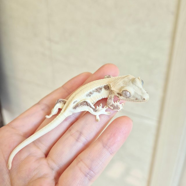 릴리화이트 솔리드백