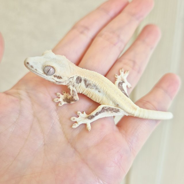 릴리화이트 솔리드백