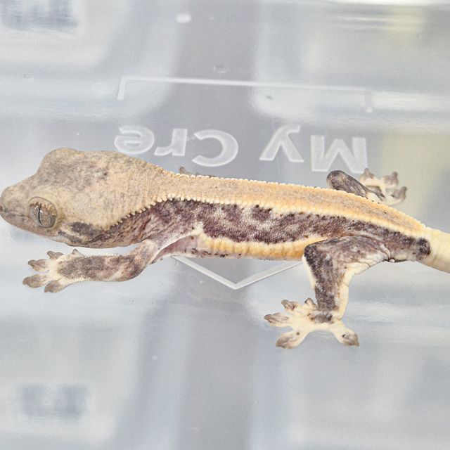 릴리화이트 솔리드백 풀핀