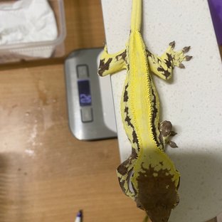 프라푸치노 솔리드백