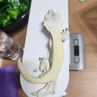 릴리화이트 솔리드백