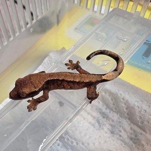 익스트림할리퀸 솔리드백