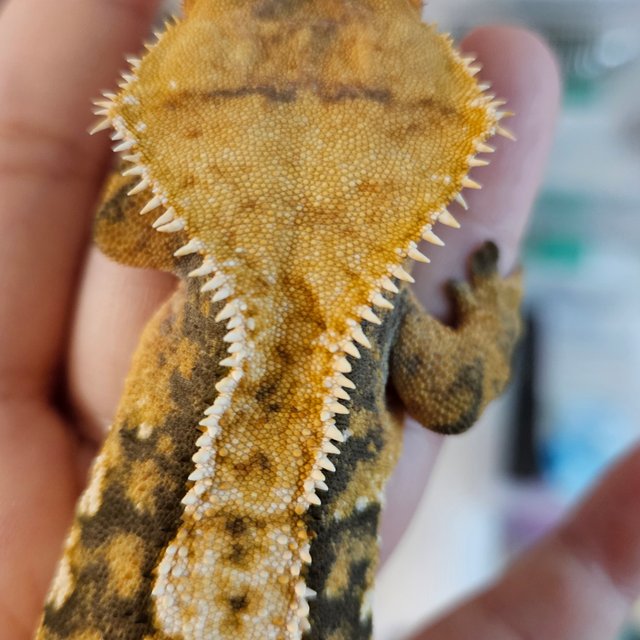 트라이 익스트림할리퀸