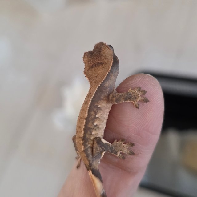 익스트림할리퀸