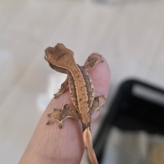 익스트림할리퀸