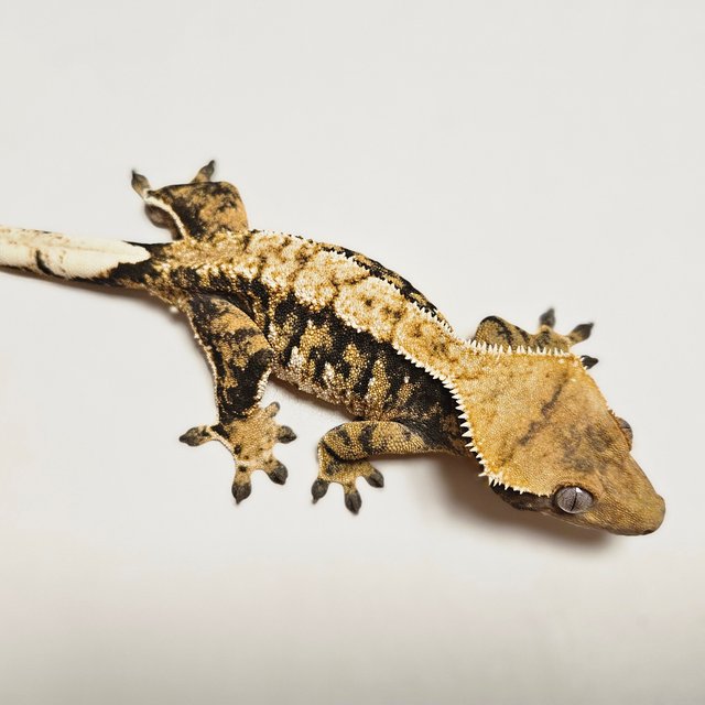 트라이 익스트림할리퀸