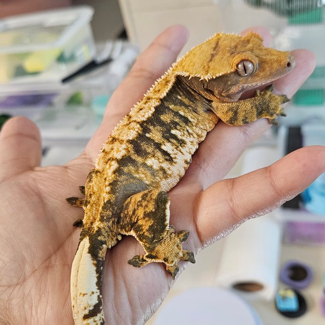 트라이 익스트림할리퀸