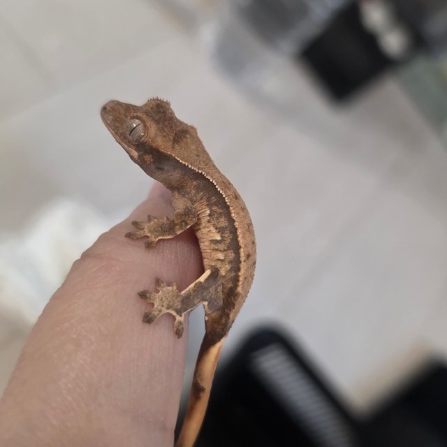 익스트림할리퀸