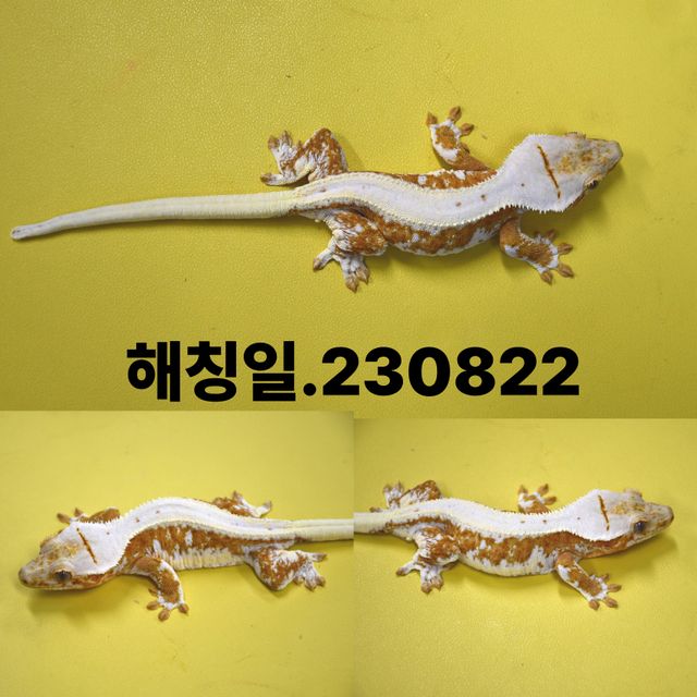 릴리화이트 크림