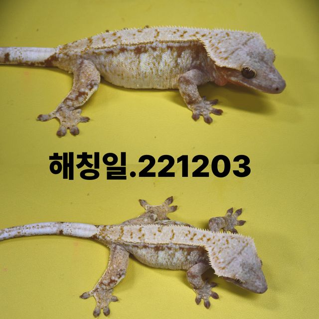 노멀 익스트림할리퀸 레드