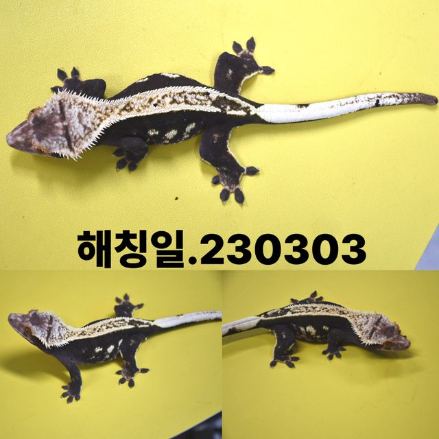 노멀 쿼드 블랙