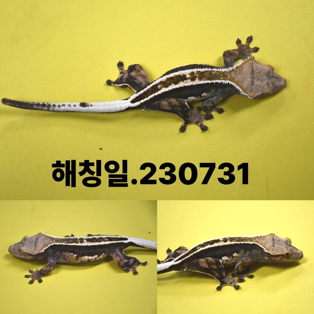 엠티백 풀핀 쿼드 블랙