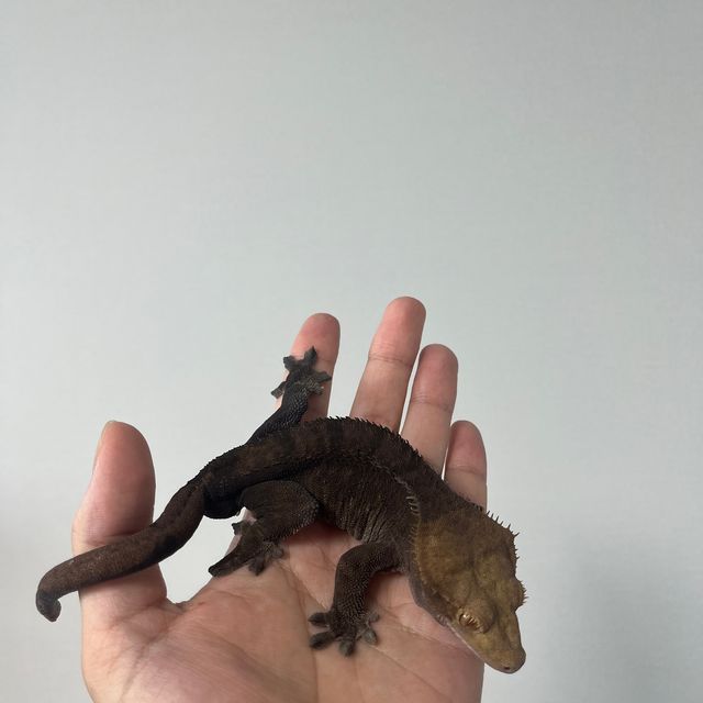 알티 챠콜