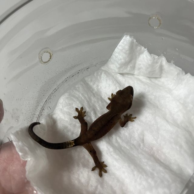 챠콜 알티