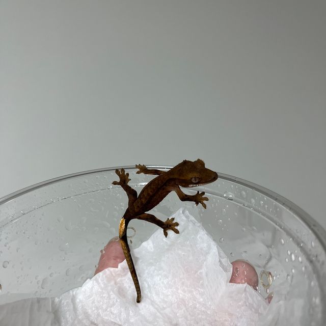 알티 챠콜
