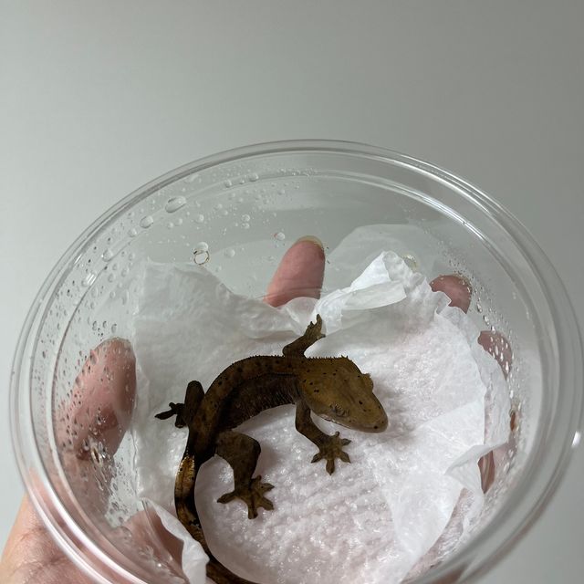 알티 챠콜